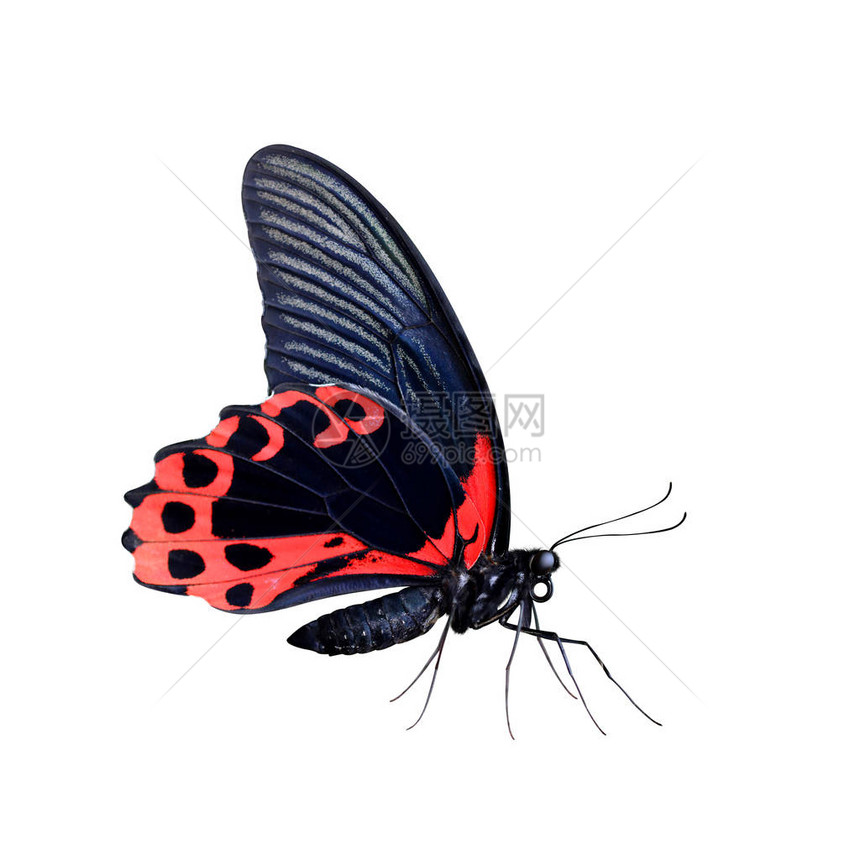 热带蝴蝶ScarletMormonPapilioRumanzovia在白色背景中被孤立LargeSwalllowtail住在印度图片