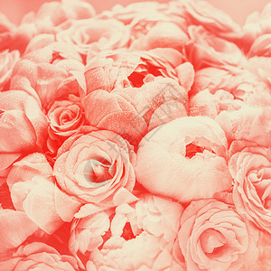 粉红花和玫瑰图片