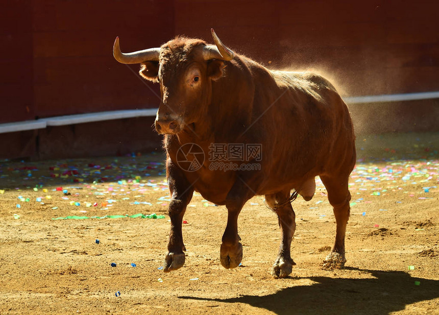 在斗牛场的西班牙大公牛图片