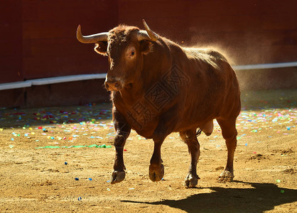 在斗牛场的西班牙大公牛图片