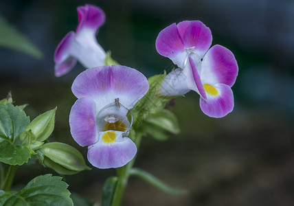 Toreniafournieri花的特写镜头图片