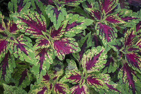 多彩姿的锦紫苏叶植物背景图片