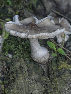 野生丛林蘑菇和木耳图片