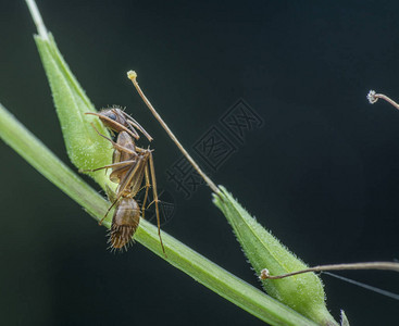 以茎为食的野生蚂蚁图片