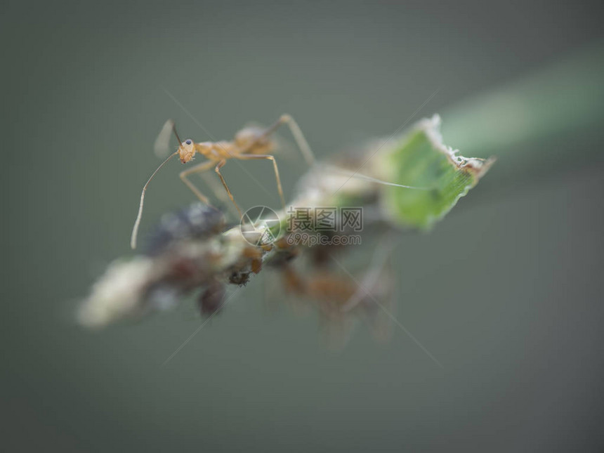 爬在草茎上的蚂蚁图片