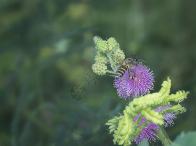 蜜蜂与含羞草花图片