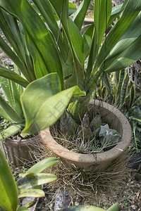 关于兰花植物图片