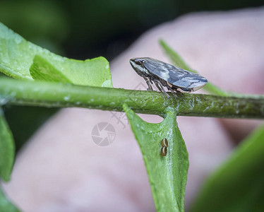 微小的cicadellavir图片