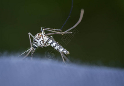 蚊子的特写镜头图片
