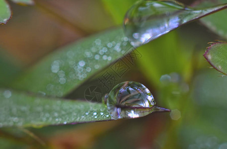 草或花上的雨滴图片