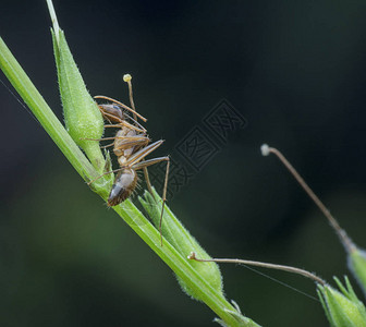 以茎为食的野生蚂蚁图片