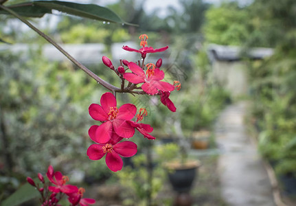 红花麻风树花图片