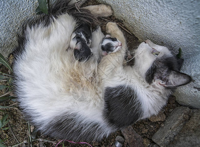 猫妈妈和喂小猫图片