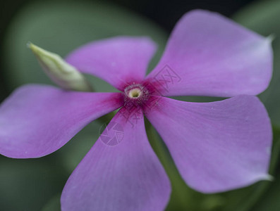 Catheranthausroseus花卉植物图片