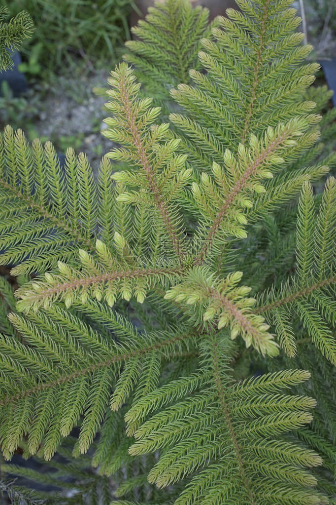 箍南洋杉树植物图片