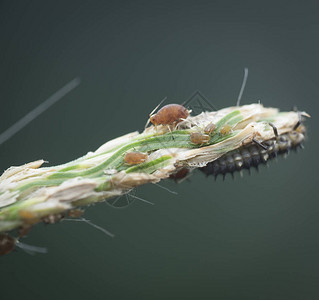 爬在草茎上的蚂蚁图片