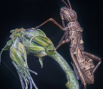 植物群上刺客虫的特写镜头图片
