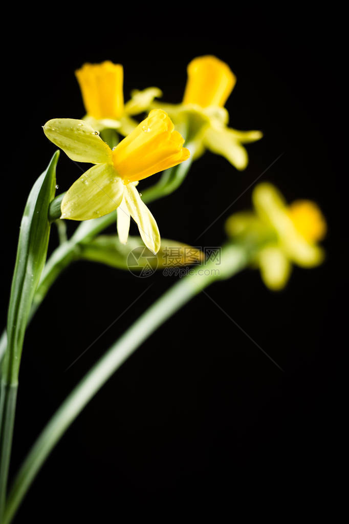 黑色背景上的水仙花或水仙花图片