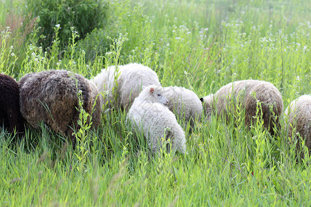 山上草丛中的羊图片