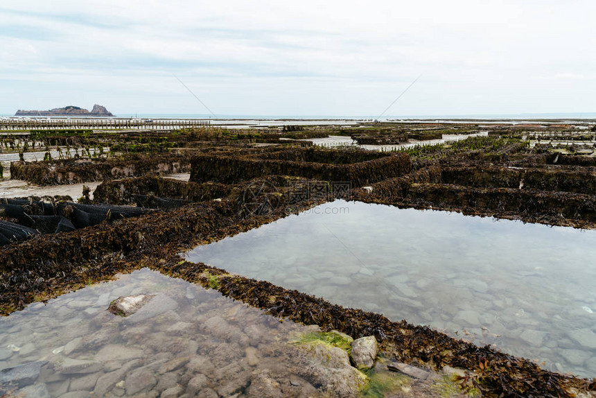 法国布列塔尼康卡勒港夏季阴天的牡蛎养殖场在退图片