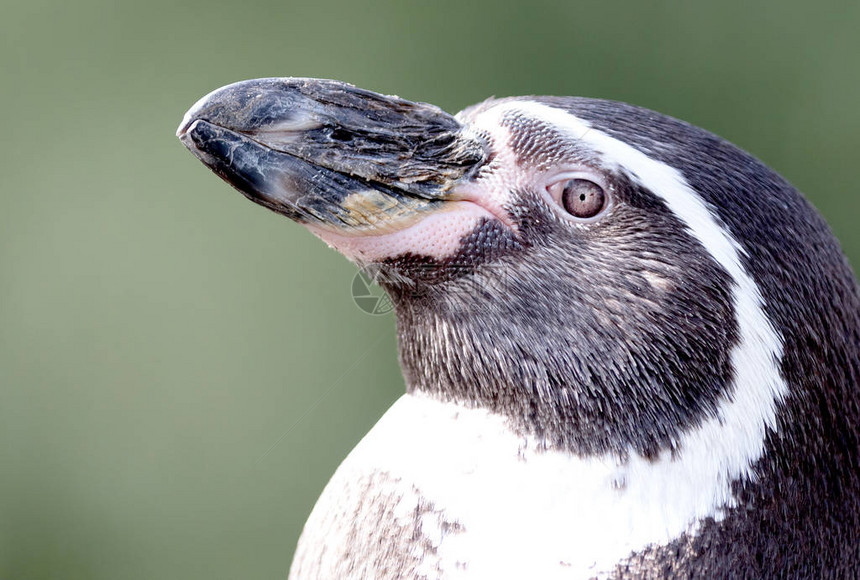 被囚禁的Pinguin有选择图片