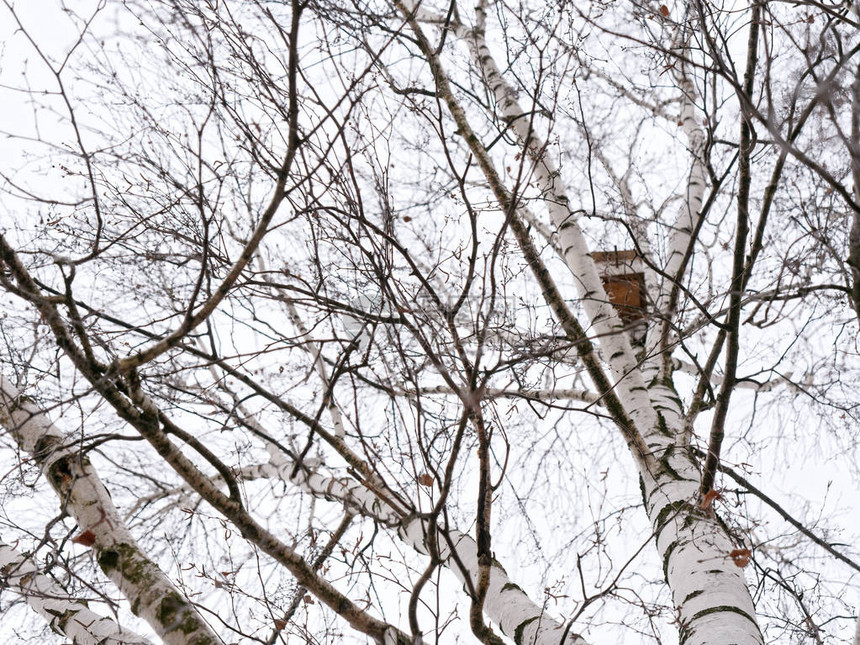 春天的开始高在桦树上的鸟舍图片