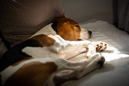 Beagle狗累了睡在舒适的沙发上太阳图片