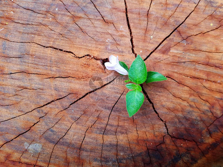 生长通过树桩干的植物图片