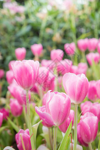 粉红色郁金香花园郁金花图片