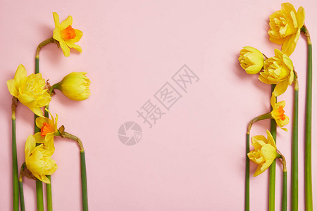粉红背景上美丽的黄色水仙子和复图片