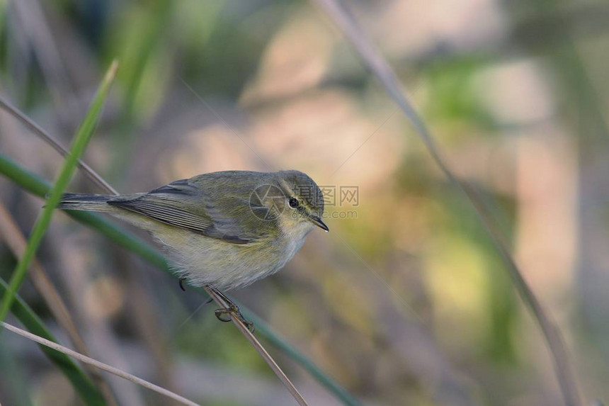 ChiffchaffPhylloscopuscollybi图片