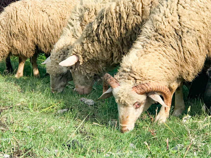 羊牧场羊群农场动物图片