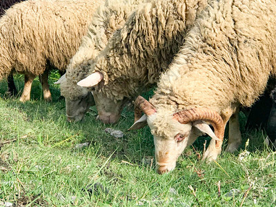 羊牧场羊群农场动物图片