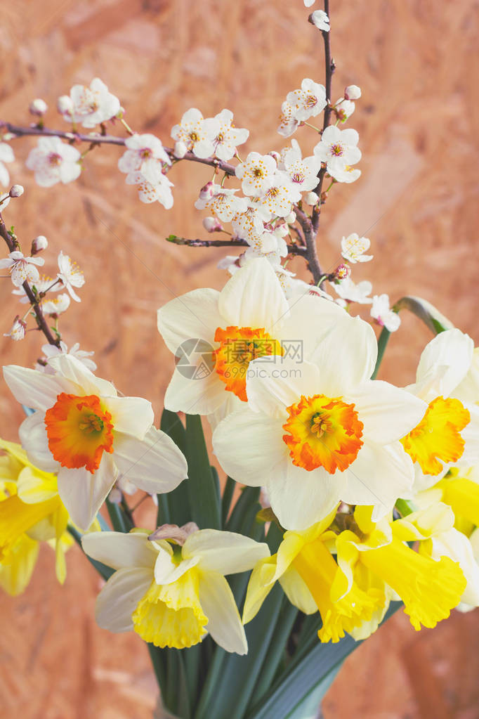 春天花束的水仙花和开花的果树特写镜头图片