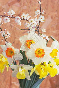春天花束的水仙花和开花的果树特写镜头图片
