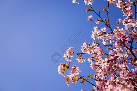 粉红色的梅花与粉红图片