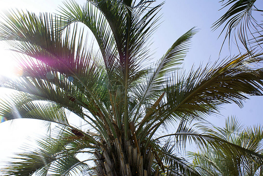 棕榈树公园里的草坪图片