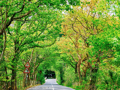 布雷克诺郡联合王国北威尔士斯诺多尼亚公园自然绿树拱门路段的背景