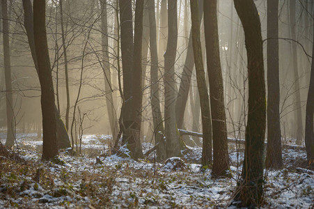 冬季森林中的阳光图片