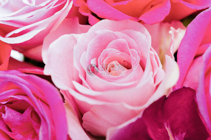 粉红色的玫瑰鲜花束背景图片