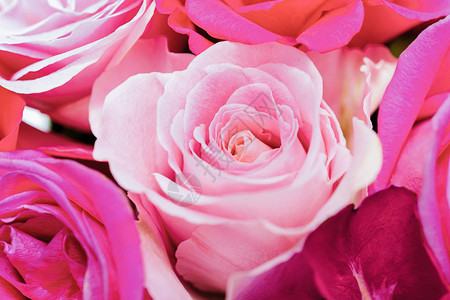 粉红色的玫瑰鲜花束背景图片