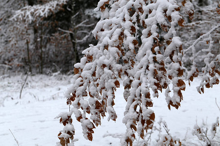 冬天森林里树枝上的新雪图片