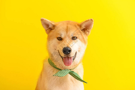 彩色背景上可爱的秋田犬图片