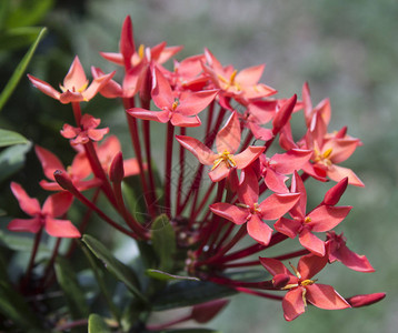 小仙人掌属花图片