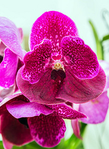 热带花园中的粉红色紫兰花特写兰花华丽的天鹅绒勃艮第蝴蝶兰花卉图片