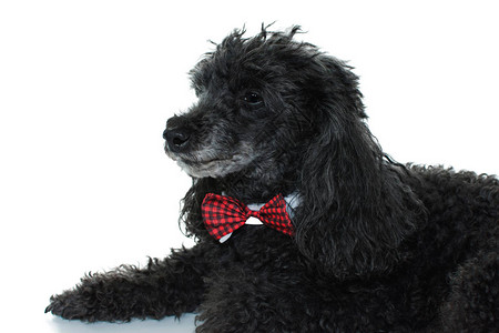 躺在白色背景上的一条红色领结的黑色贵宾犬的肖像白色背景上的水图片