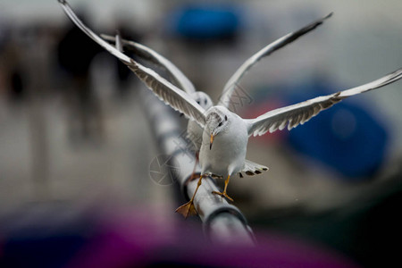 两只海鸥一只在另一只跳舞的翅膀前面图片