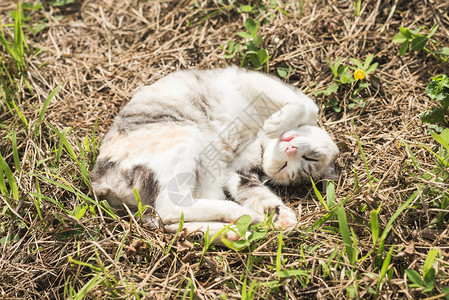 小猫睡在户外的草地上图片