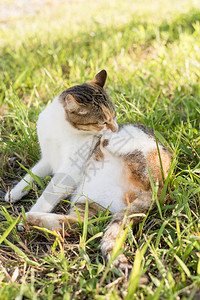 猫在户外的草地上洗自己图片