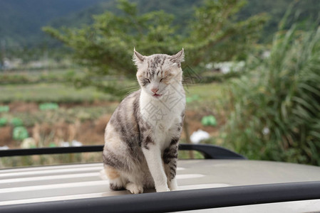 猫站在车顶上图片